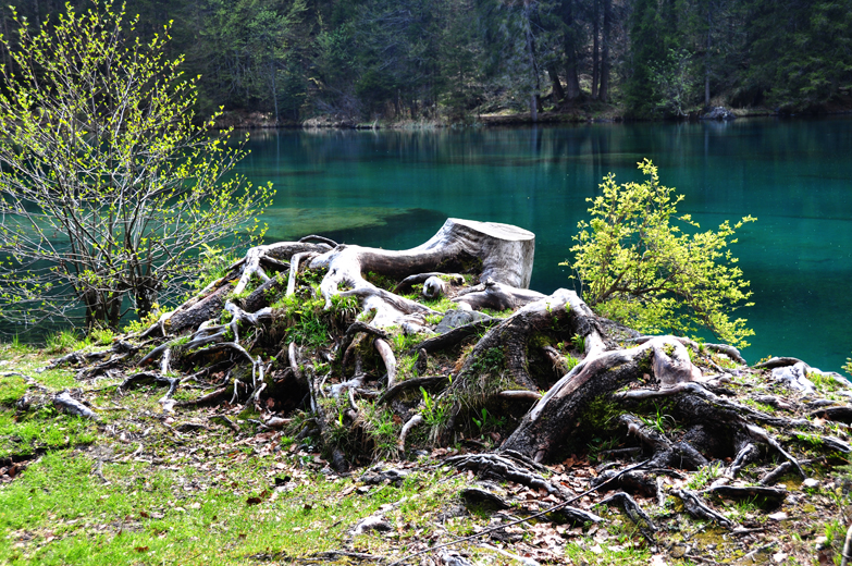 Baumstrunk am Ufer des Crestasees